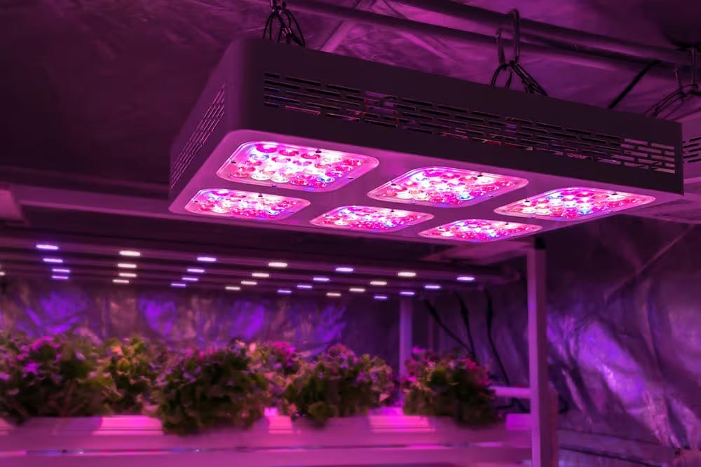 LED lamp growth time